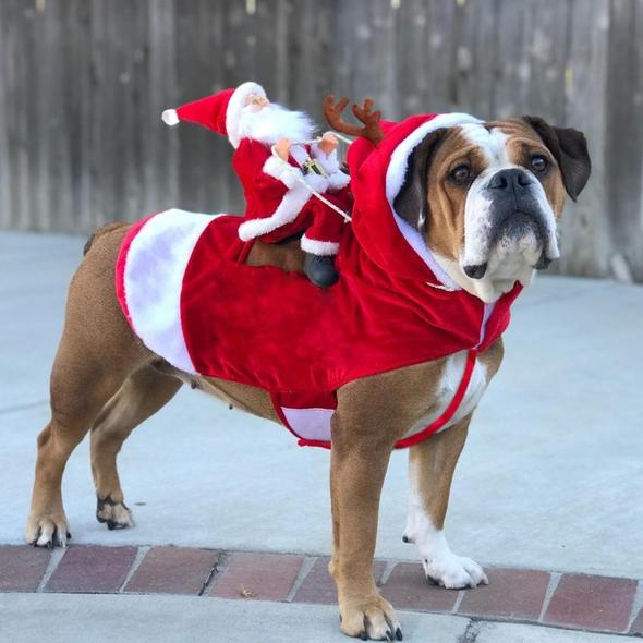 Premium Christmas Pet Dog Costume
