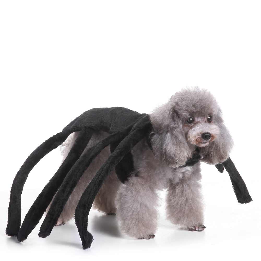 Spider costume 2