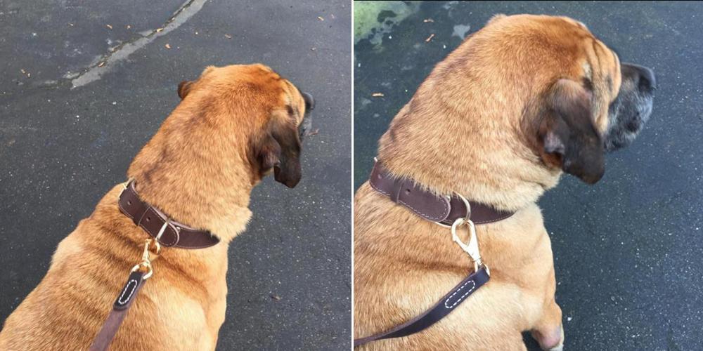 Genuine Leather Dog Collar Working Dog Pet Training Collars Heavy Duty